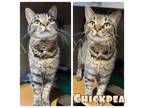 Adopt Chickpea - SPONSORED a Domestic Short Hair