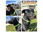 Adopt Boomer - SPONSORED a Labrador Retriever