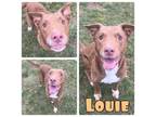 Adopt Louie a Labrador Retriever, Boxer