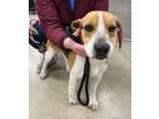 Adopt Glen- FOSTER NEEDED a Beagle