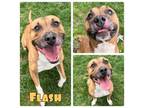 Adopt Flash a American Staffordshire Terrier