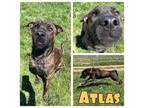 Adopt Atlas a American Staffordshire Terrier, Shepherd