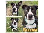 Adopt Elijah a American Staffordshire Terrier
