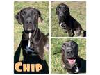Adopt Chip a Labrador Retriever, American Staffordshire Terrier