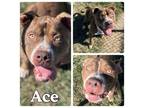 Adopt Ace a American Staffordshire Terrier