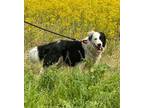 Adopt Trumpet a Australian Shepherd