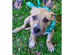 Draco American Pit Bull Terrier Puppy Male