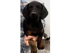Adopt Jayden a Hound, Labrador Retriever