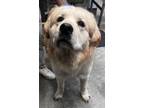 Adopt Milo a Great Pyrenees, Mixed Breed