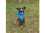 Adopt Max a Mixed Breed