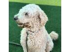 Adopt Moose a Standard Poodle, Labrador Retriever