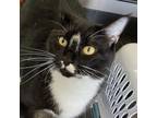 Adopt Wilson a Domestic Short Hair