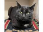 Willie Domestic Shorthair Adult Male