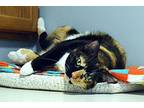 Storm Domestic Shorthair Young Female