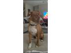 Adopt Brody a Nova Scotia Duck Tolling Retriever, Pointer