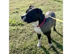 Adopt HAM a Pit Bull Terrier