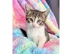 Kitten: Princess Ann Domestic Shorthair Kitten Female