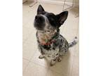 Adopt Chilli a Cattle Dog, Mixed Breed