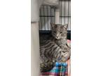 Adopt Garey a Domestic Short Hair