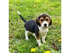 Adopt Raleigh a Beagle, Mixed Breed
