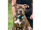 Adopt Bullwinkle a Mixed Breed