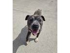 Adopt Koda a Pit Bull Terrier, Mixed Breed