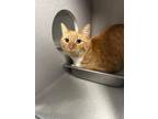 Adopt Reuben a Domestic Short Hair