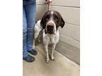 Adopt Theo a German Shorthaired Pointer
