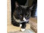 Junior Domestic Shorthair Adult Male