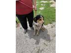 Adopt Carver a Cattle Dog, Great Pyrenees