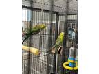 Adopt Gus a Parakeet (Other)