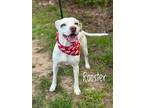 Adopt Rooster a Pit Bull Terrier, Mixed Breed