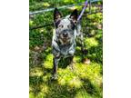 Adopt Buck a Cattle Dog, Mixed Breed