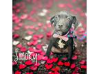 Adopt Smoky a Labrador Retriever, Mixed Breed