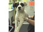Adopt Quavo a Terrier, Mixed Breed