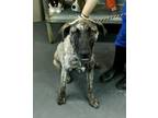Adopt Lary a Black Mouth Cur, Mixed Breed
