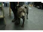Adopt Dorian a American Staffordshire Terrier, Mixed Breed