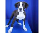 Adopt Handsome- 042606S a Hound