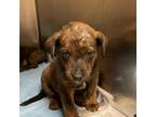 Adopt Kash- 042604S a Mountain Cur