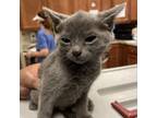 Adopt Elton- 042614S a Domestic Short Hair