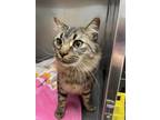 Adopt MOXIE a Domestic Long Hair