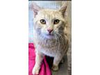 55768750 Domestic Shorthair Young Male