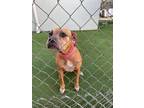 Athena (Princess) (Cocoa Adoption Center) Boxer Adult Female