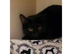 Dale Domestic Shorthair Adult Male
