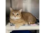 Adopt Doug--In Foster***ADOPTION PENDING*** a Domestic Short Hair