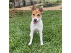 Adopt Cooper--In Foster***ADOPTION PENDING*** a Jack Russell Terrier
