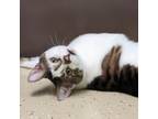 Adopt Kato a Domestic Short Hair