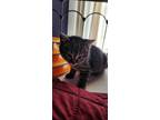 Bobbi Domestic Shorthair Kitten Female