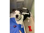 Adopt Oreo a Cattle Dog, Pit Bull Terrier