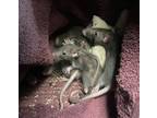 Adopt Master Splinter a Rat